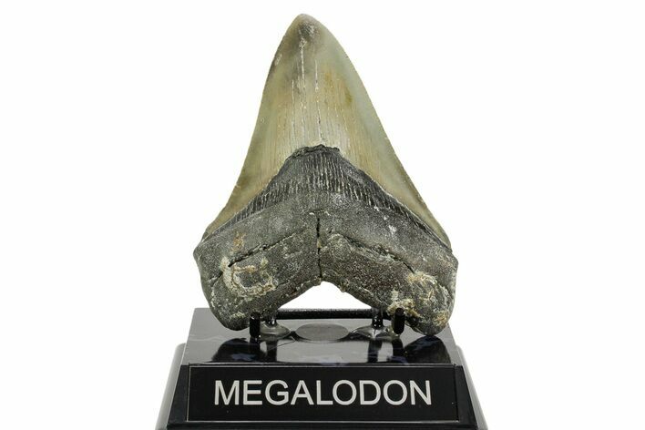 Serrated, Fossil Megalodon Tooth - North Carolina #365988